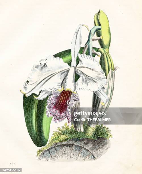 catteya orchid flower - very rare plate from "book of the world" 1852 - cattleya stock illustrations