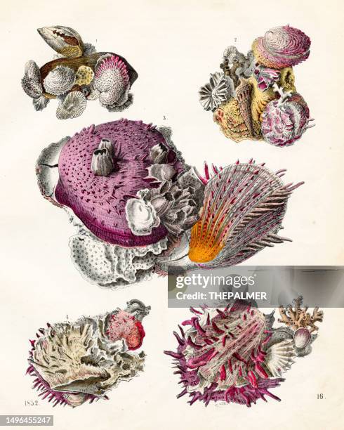 ilustraciones, imágenes clip art, dibujos animados e iconos de stock de vida marina, conchas, corales - placa muy rara del "libro del mundo" 1852 - color coral
