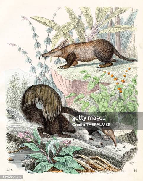 ilustraciones, imágenes clip art, dibujos animados e iconos de stock de oso hormiguero hormiguero y oso hormiguero gigante - placa muy rara del "libro del mundo" 1852 - oso hormiguero gigante