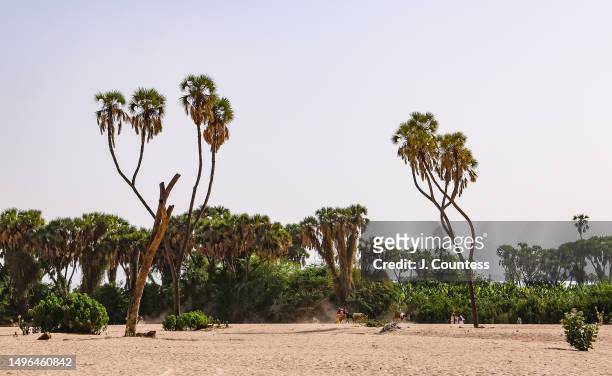 Group of travelers pass through a wall of palm Palm trees which form a barrier between a section of the Barka river and a banana plantation which...