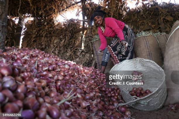 Farm worker gathers onions for shipment to the market at Akordat while at one of 147 Banana plantations on the Barka River as seen on May 22, 2023 in...