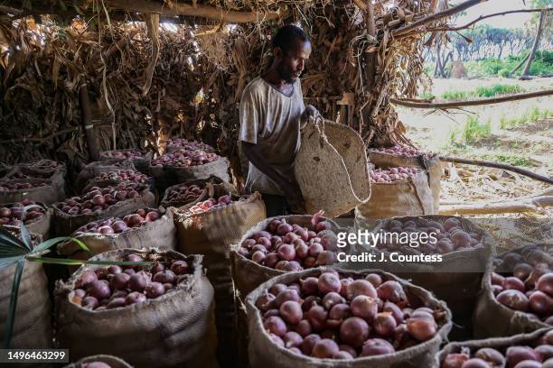Farm worker gathers and packs onions for shipment to the market at Akordat in one of 147 Banana plantations on the Barka River as seen on May 22,...
