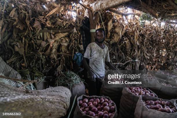 Farm worker gathers and packs onions for shipment to the market at Akordat in one of 147 Banana plantations on the Barka River as seen on May 22,...