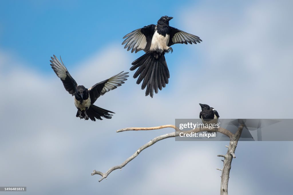 Three magpies playing in flight around a branch in a forest in northern Finland near kuusamo