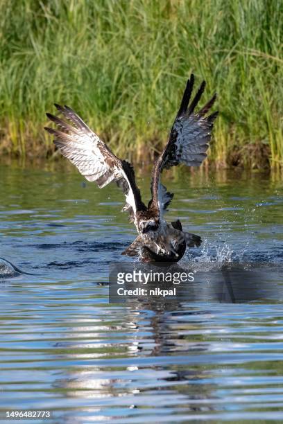 an osprey on the hunt, in flight with a fish caught in a lake in northern finland near kuusamo vertical view - finland - fly casting imagens e fotografias de stock