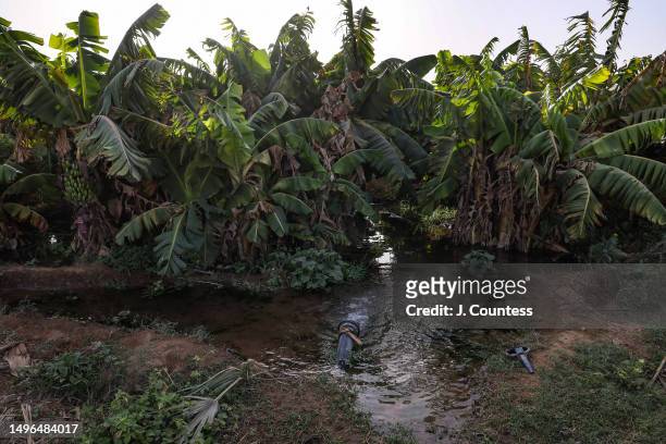 Water pours into a grove of banana trees from an irrigation pipe at a banana plantation on the Barka River as seen on May 22, 2023 in Akordat,...