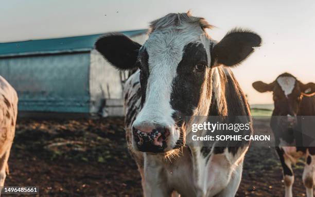 les vaches au champs - cow stock pictures, royalty-free photos & images