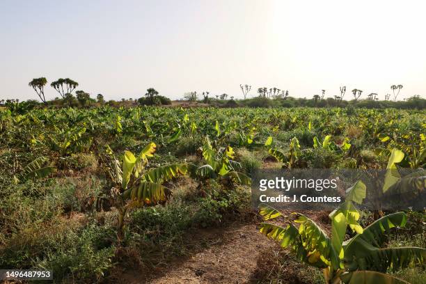 View of an untended field on the banana plantation managed by local farmer Efraim Tesfolde Terfe on the Barka River on May 22, 2023 in Akordat,...