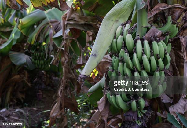 Bananas on the vine can be seen in a grove of banana trees at a banana plantation on the Barka River on May 22, 2023 in Akordat, Eritrea. This...