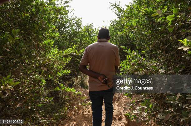 Head of the Subzone at the Ministry of Agriculture Tedrows Zegerish walks through a citrus grove at a banana plantation managed by local farmer...