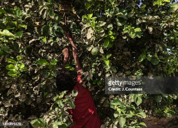 Field hand plucks fruit from a tree in a citrus grove at a banana plantation managed by local farmer Efraim Tesfolde Terfe on the Barka River on May...