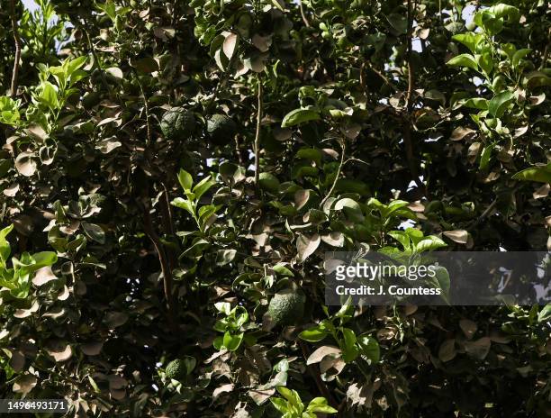 Dust coated leaves on trees in a citrus grove plantation managed by local farmer Efraim Tesfolde Terfe on the Barka River on May 22, 2023 in Akordat,...