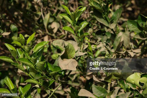 Dust coated leaves on trees in a citrus grove plantation managed by local farmer Efraim Tesfolde Terfe on the Barka River on May 22, 2023 in Akordat,...