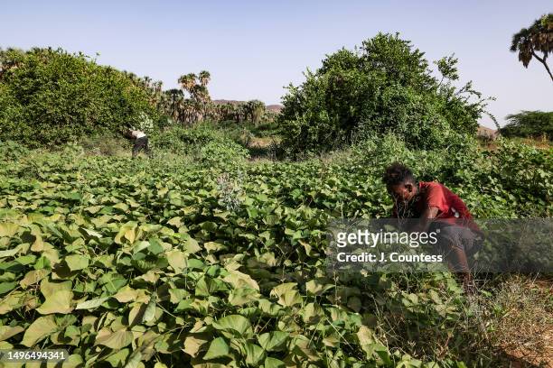 Field hands work at a banana plantation managed by local farmer Efraim Tesfolde Terfe on the Barka River on May 22, 2023 in Akordat, Eritrea. Mr....