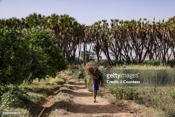 Field hand walks through a banana plantation carrying a type of grass used primarily for livestock consumption on the Barka River on May 22, 2023 in...