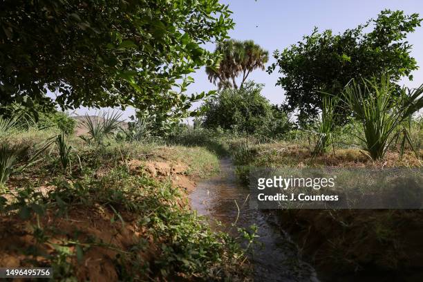 An irrigation stream winds through a citrus grove at a banana plantation managed by local farmer Efraim Tesfolde Terfe on the Barka River on May 22,...