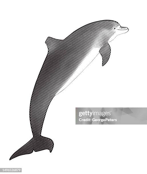 dolphin - dolphin jumping stock illustrations