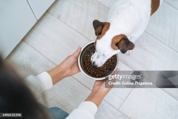 young brunette woman in casual clothes feeding dry food jack russell terrier dog in kitchen at home - dog food stock pictures, royalty-free photos & images