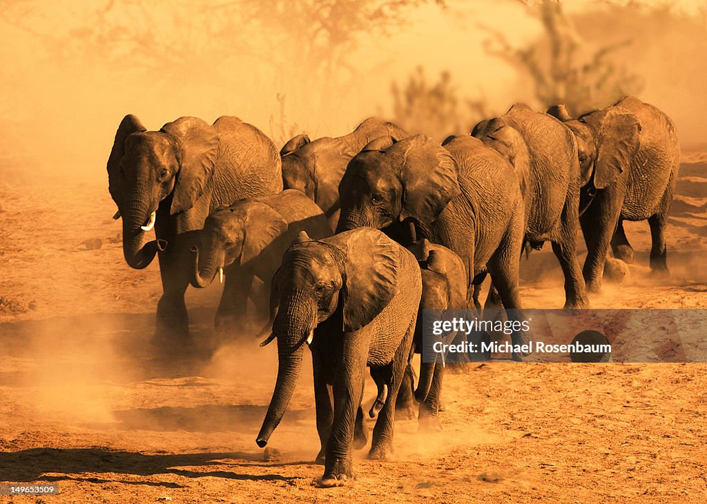 Elephants in dust