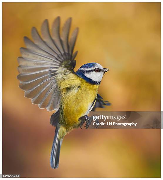 blue tit - blaumeise stock-fotos und bilder