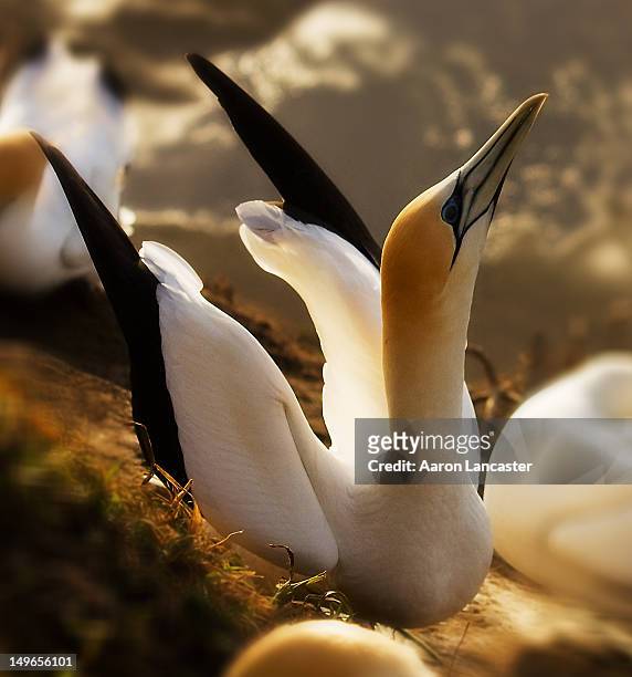 australasian gannet - australischer tölpel stock-fotos und bilder