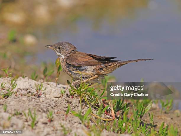 whitethroat [sylvia communis] - wet bird stock pictures, royalty-free photos & images