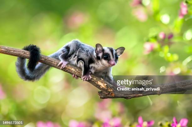close-up of a sugar glider (petaurus breviceps) on a branch, indonesia - mammal stock pictures, royalty-free photos & images