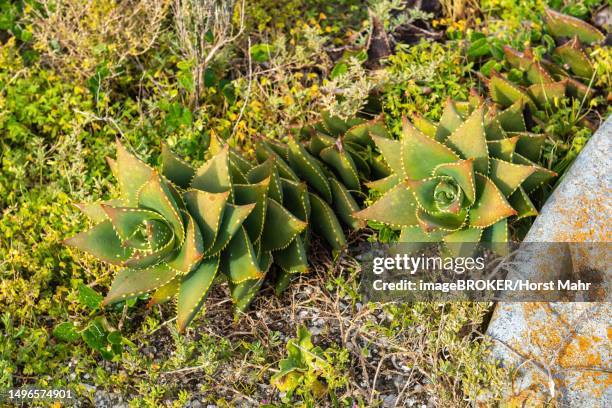 aloe distans, endemic species, red-listed, mauritzbaai, jacobsbaai, western cape, south africa - baai 個照片及圖片檔