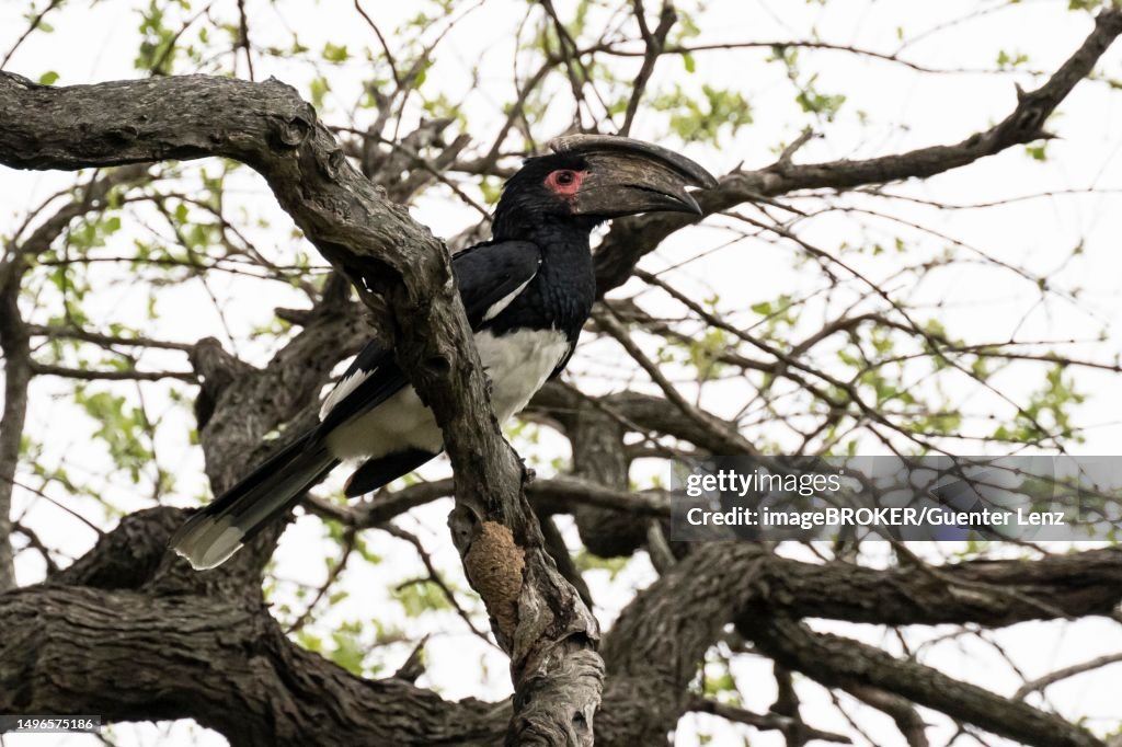 Trumpeter Hornbill (Byanistes bucinator) Inyati Game Reserve, Kruger National Park, Mpumalanga, South Africa