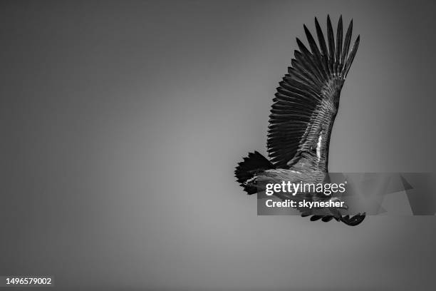 schwarz-weiß-fotografie des gänsegeiers, der gegen den himmel fliegt. - gespreizte flügel stock-fotos und bilder