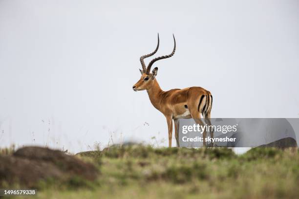 impala in the wilderness. - impala horns stock pictures, royalty-free photos & images