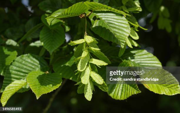 a branch of a hornbeam tree, carpinus betulus, growing in woodland. - hornbeam stockfoto's en -beelden