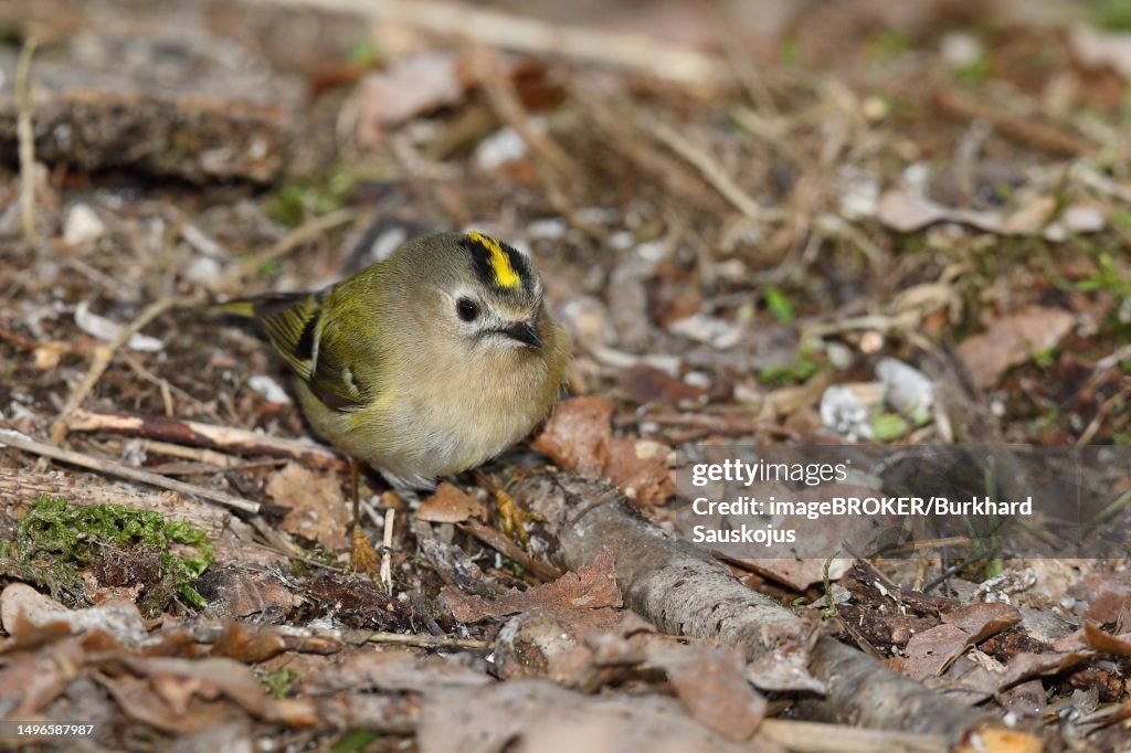 Winter Goldcrest (Regulus regulus) foraging on forest floor, North Rhine-Westphalia, Germany