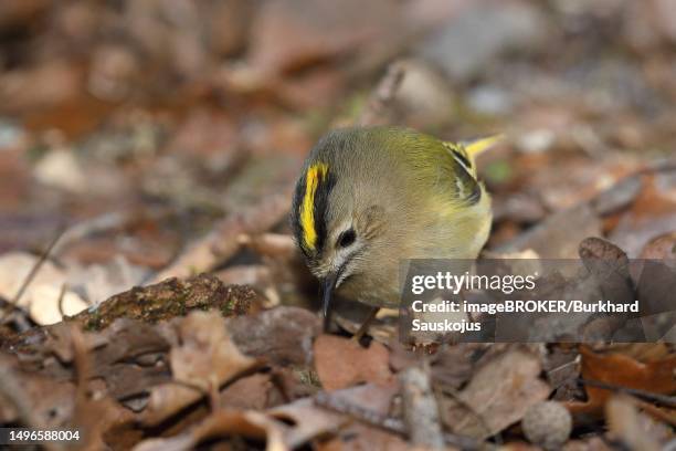 winter goldcrest (regulus regulus) foraging on forest floor, north rhine-westphalia, germany - goldcrest winter stock pictures, royalty-free photos & images