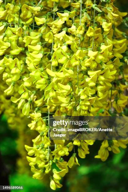 golden rain, may, germany - laburnum anagyroides stock pictures, royalty-free photos & images