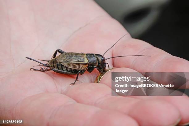 field cricket (gryllus campestris), may, lausitz, germany - gryllus campestris stock pictures, royalty-free photos & images