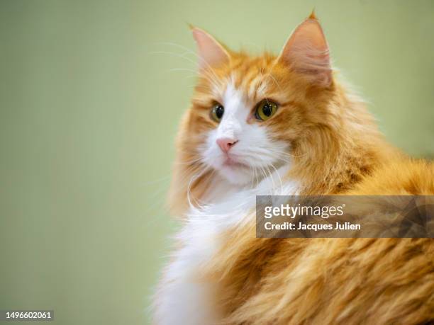 ginger norwegian cat - tom cat stock pictures, royalty-free photos & images