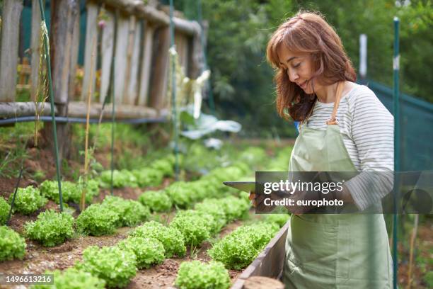 dame mittleren alters, die im garten mit gemüse arbeitet - umweltverantwortung stock-fotos und bilder