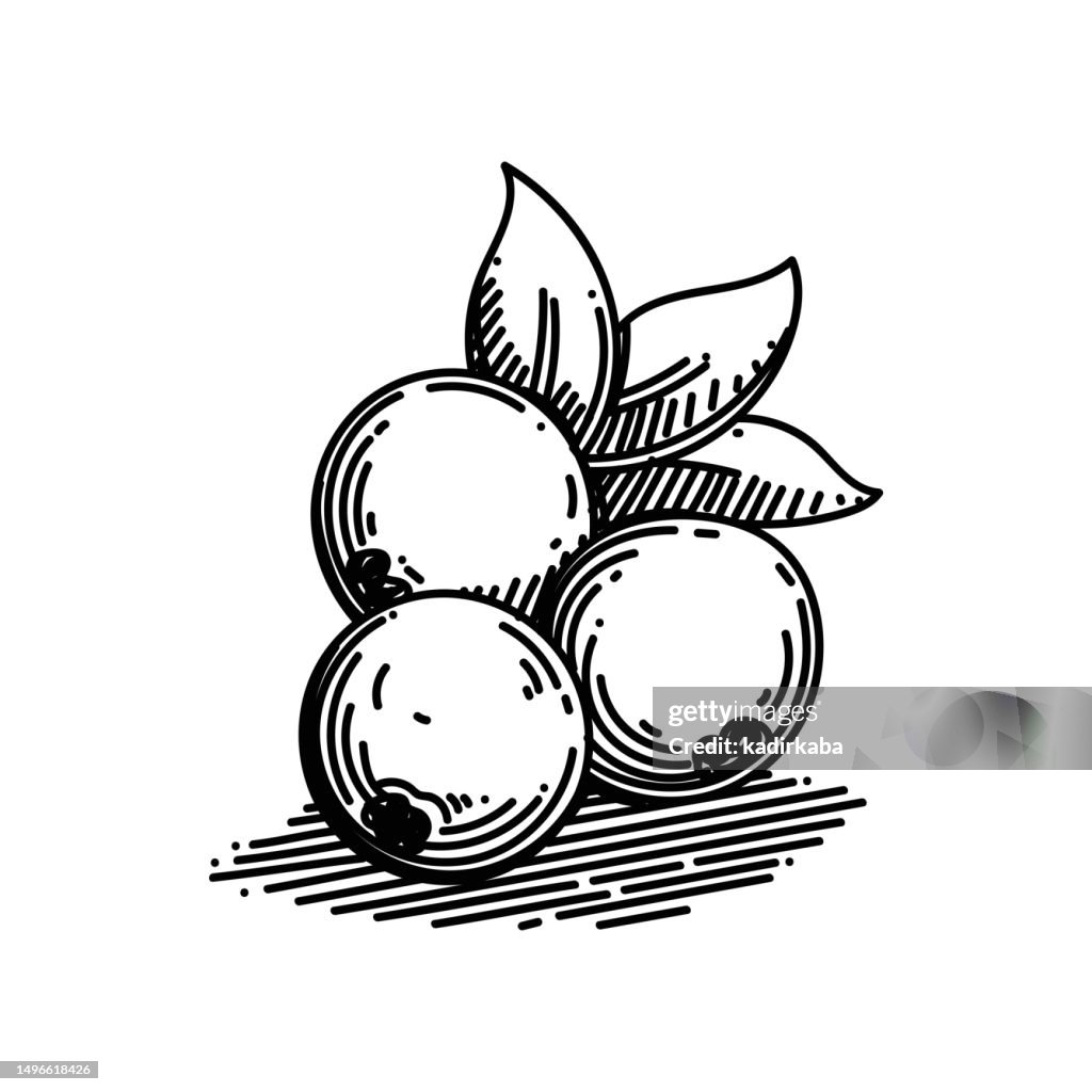 Icône Blueberry and Fruit Line, Sketch Design, Pixel perfect, Editable stroke. Logo, signe, symbole.