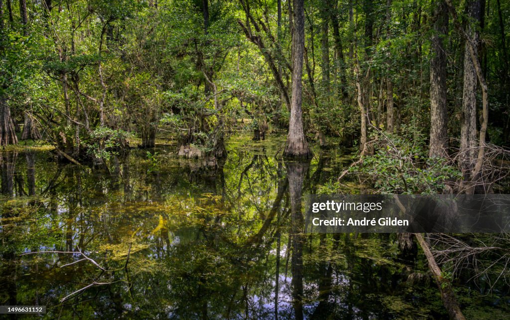 Bald Cypress (Taxodium distichum) swamp