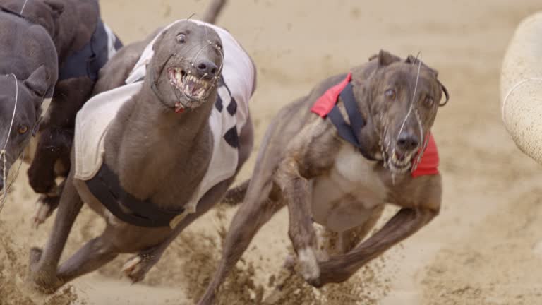 350 Dog Racing Stock Videos, Footage, & 4K Video Clips - Getty Images