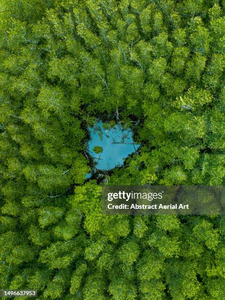 circled shaped pool in the mangroves shot from a drone point of view, nusa lembongan, bali, indonesia - entourer photos et images de collection