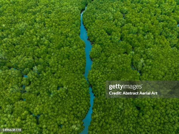 mangrove habitat photographed from an aerial view, nusa lembongan, bali, indonesia - tree tops stock pictures, royalty-free photos & images