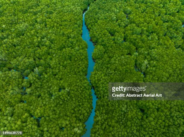 mangrove habitat photographed from an aerial view, nusa lembongan, bali, indonesia - floresta tropical - fotografias e filmes do acervo