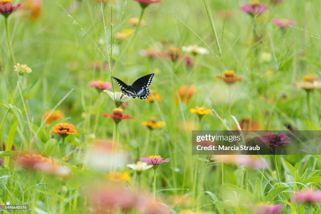 Swallowtail Butterfly Flying among the Wildflowers in a Meadow
