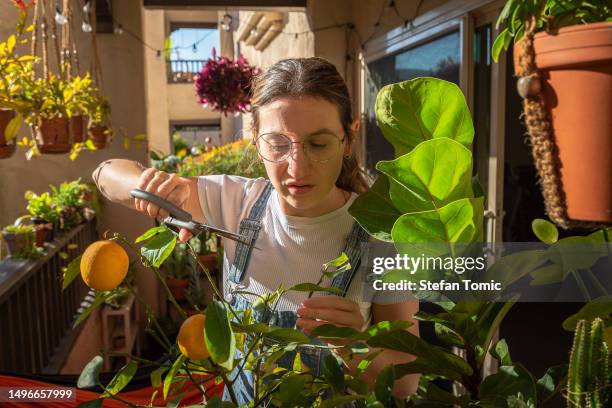 woman picking lemons on her balcony - potted fruit tree stock pictures, royalty-free photos & images