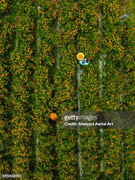 two people picking marigolds in a field shot from a drone point of view, bali, indonesia - flores indonesia - fotografias e filmes do acervo