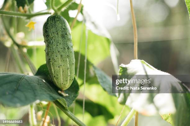 organic cucumbers cultivation. closeup of fresh green vegetables ripening - cucumber stock pictures, royalty-free photos & images
