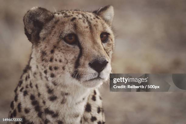 close-up of african cheetah looking away,namibia - afrikaans jachtluipaard stockfoto's en -beelden