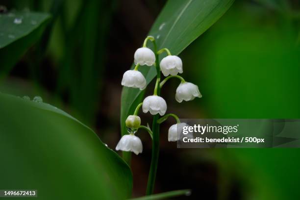 close-up of white flowering plant - lily of the valley stock-fotos und bilder